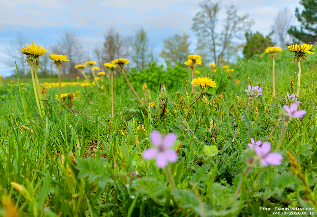 74070CrLeUsmRe - Dandelions in Clayt French Park